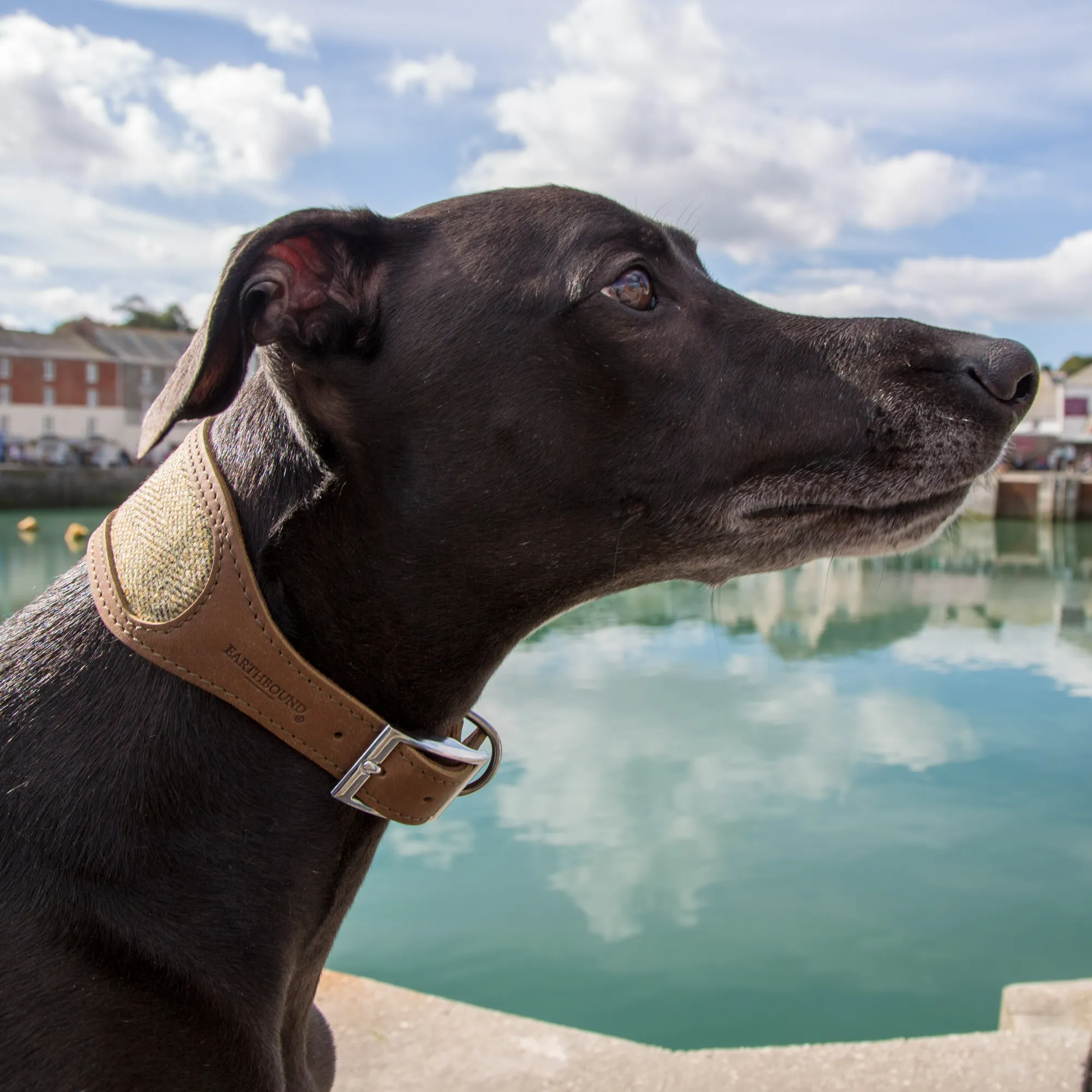 Leather Whippet Collars