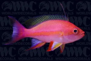 Resplendent Anthias - Male - Maldives